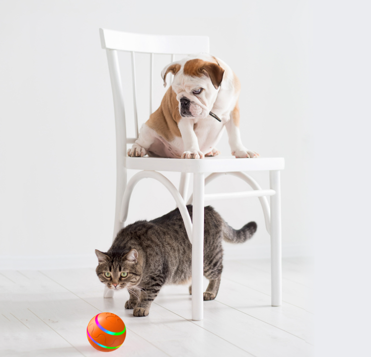 Wicked Self-Rotating Cat Ball by Wowza Finds