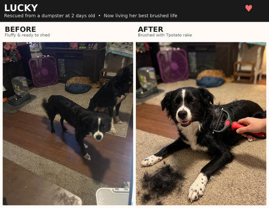 Deshedding Pet Brush for Dogs & Cats by Wowza Finds